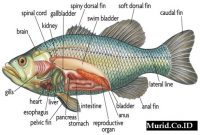 Ruang Lingkup Fisiologi Dalam Biologi