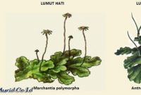 Bryophyta Pengertian, Karakteristik, Klasifikasi dan Cirinya Bryophyta Pengertian, Karakteristik, Klasifikasi dan Cirinya