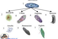 Protozoa Adalah Protozoa Adalah