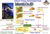 siklus gymnospermae