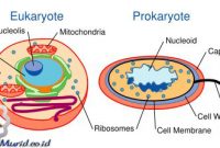 Ciri Ciri Jamur Ciri Ciri Jamur