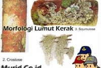 Morfologi Lumut Kerak Morfologi Lumut Kerak