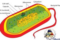 Struktur Sel Bakteri