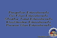 Klasifikasikan Echinodermata
