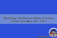 Cara Budidaya Anthurium Daun Di Lahan Cara Budidaya Anthurium Daun Di Lahan