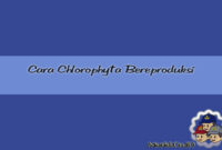Cara Chlorophyta Bereproduksi Cara Chlorophyta Bereproduksi