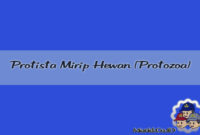 Protista Mirip Hewan (Protozoa) Protista Mirip Hewan (Protozoa)