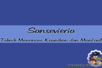 Sansevieria : Jenis, Teknik Menanam, Keunikan dan Manfaat Sansevieria : Jenis, Teknik Menanam, Keunikan dan Manfaat