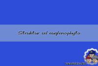 Struktur sel euglenophyta Struktur sel euglenophyta