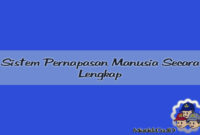 sistem pernapasan manusia sistem pernapasan manusia