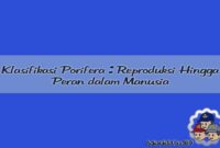 Klasifikasi Porifera Reproduksi Hingga Peran dalam Manusia Klasifikasi Porifera Reproduksi Hingga Peran dalam Manusia