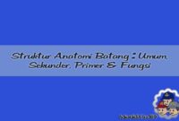 Struktur Anatomi Batang Umum, Sekunder, Primer, Fungsi Struktur Anatomi Batang Umum, Sekunder, Primer, Fungsi