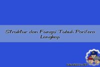 Struktur dan Fungsi Tubuh Porifera Lengkap Struktur dan Fungsi Tubuh Porifera Lengkap