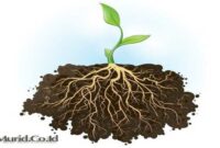 Fungsi Akar Fungsi Akar