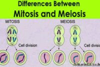 Meiosis Adalah Meiosis Adalah