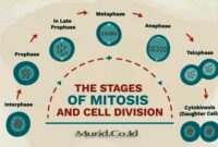 Pembelahan Sel Mitosis Pembelahan Sel Mitosis