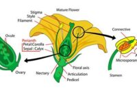Pembagian Tumbuhan Angiospermae Pembagian Tumbuhan Angiospermae