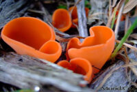 Sacharomyces cereviceae (ragi/khamir), untuk pembuatan roti sehingga roti dapat mengembang, dan mengubah glukosa menjadi alkohol (pada pembuatan tape). Sacharomyces cereviceae (ragi/khamir), untuk pembuatan roti sehingga roti dapat mengembang, dan mengubah glukosa menjadi alkohol (pada pembuatan tape).