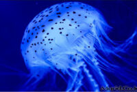 Peranan Coelentara dalam Kehidupan Sehari-hari Peranan Coelentara dalam Kehidupan Sehari-hari