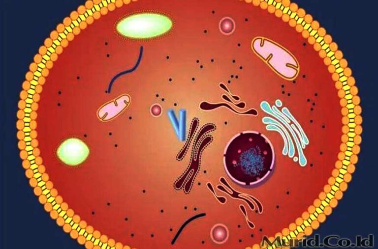 Sitoplasma Fungsi, Komponen, Sifat, Matriks, Struktur